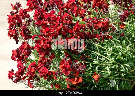 Flowerbed, bloody, red, Erysimum cheiri, Common Wallflower, plant Stock Photo