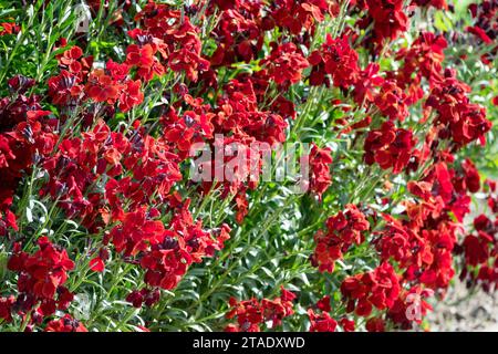 dark, bloody, red, Erysimum cheiri, flowers in a garden Stock Photo