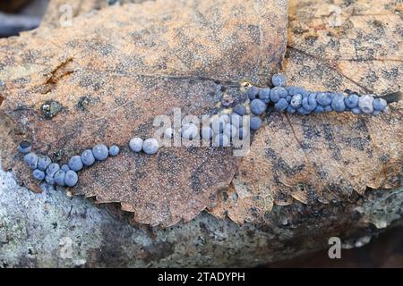 Diderma umbilicatum, a niviclous slime mold from Finland, no common English name Stock Photo