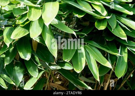 Broadleaf Bamboo, Sasa palmata "Nebulosa" Stock Photo