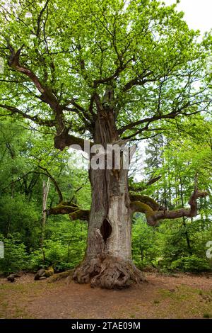 So-called chimney oak, Kamineiche, Primeval forest Urwald Sababurg, Hofgeismar, Weser Uplands, Weserbergland, Hesse, Germany Stock Photo