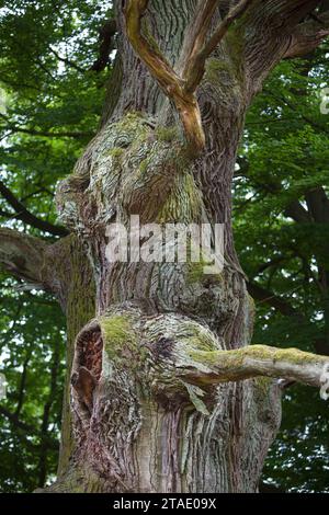 Old oak tree, looks like an elephant, Primeval forest Urwald Sababurg, Hofgeismar, Weser Uplands, Weserbergland, Hesse, Germany Stock Photo