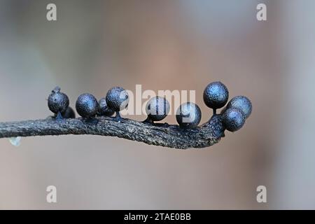 Lamproderma echinosporum, a nivicolous slime mold from Finland, no common English name Stock Photo