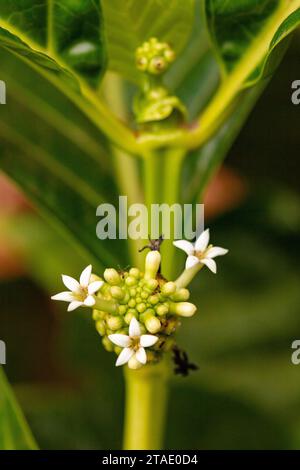 Natural close up flowering plant portrait of Morinda Citrifolia var Potteri (noni, beach mulberry, vomit fruit, awl tree) in early winter sunshine Stock Photo