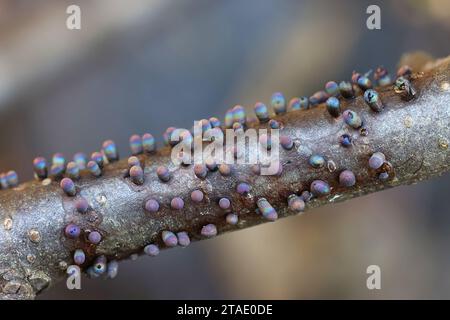 Lamproderma zonatum, a nivicolous slime mold from Finland, no common English name Stock Photo