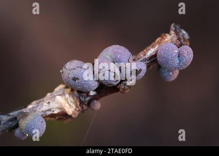 Lamproderma pulveratum, a nivicolous slime mold from Finland, no common English name Stock Photo