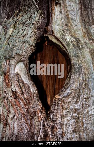 So-called chimney oak, Kamineiche, Primeval forest Urwald Sababurg, Hofgeismar, Weser Uplands, Weserbergland, Hesse, Germany Stock Photo
