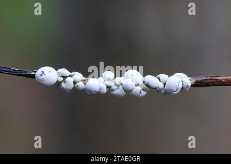 Diderma niveum, a nivicolous slime mold from Finland, no common English name Stock Photo