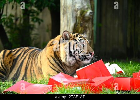 Tigers, meerkats and squirrel monkeys will kick off the countdown to Christmas on Thursday morning (November 30) - opening three very different advent calendars at London Zoo.        Critically Endangered Sumatran tigers Zac, Crispin, Gaysha and Asim  get paws-on as they followed a festive scent trail of cinnamon and nutmeg to an advent tower, while the Bolivian black-capped squirrel  monkey troop will test their agility as they forage amongst hanging advent pouches for their favourite treats.        Elsewhere, meerkats, Meko, Penelope, Dracula and Frank, will wake up to their own calendar ... Stock Photo