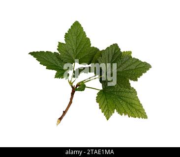 twig with green leaves of black or red currant isolated on white with clipping path, top view, green fruit leaves flat lay Stock Photo