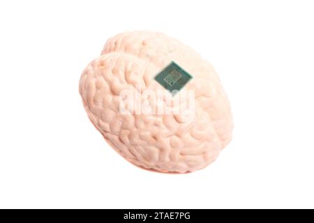 Human brain anatomical model with CPU processor microchip. Stock Photo