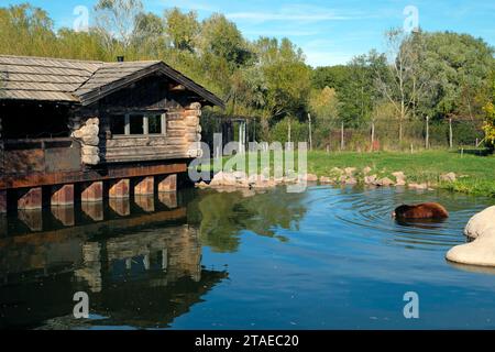 France, Moselle, Rhodes, Sainte Croix wildlife park, pond, American Black Bear (Ursus americanus) Stock Photo