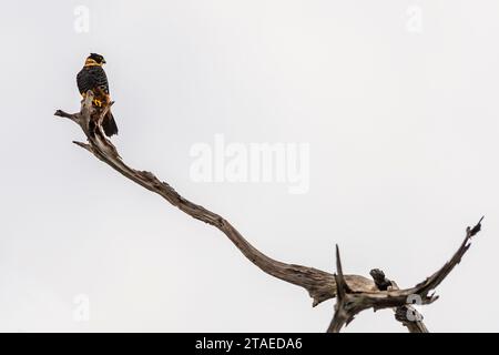France, French Guiana, Sinnamary, Bat Falcon (Falco rufigularis) perched on a dead tree immersed in the reservoir of the Petit Saut dam Stock Photo