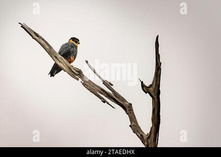 France, French Guiana, Sinnamary, Petit Saut lake, Bat Falcon (Falco rufigularis) perched on a dead tree Stock Photo