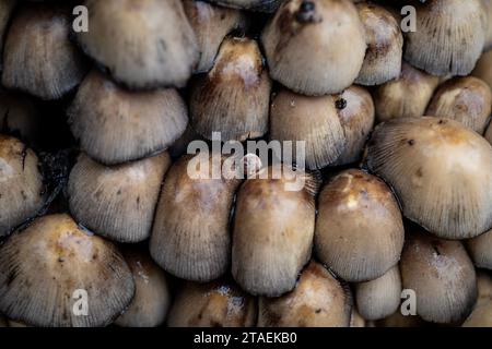 WA23840-00...WASHINGTON - Mushrooms growing in the wood chips left when a dead Big Leaf Maple tree was cut down. Stock Photo