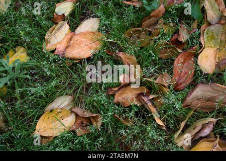 Yellowish and brown leaves fallen from trees in autumn on the ground with grass Stock Photo