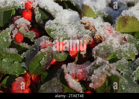 Eastern teaberry, checkerberry, boxberry, American wintergreen (Gaultheria procumbens) and red berries partially covered by melting snow. Stock Photo