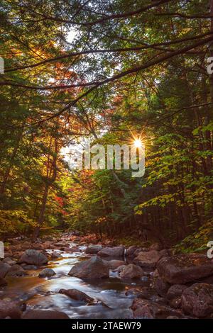 Rays of golden sunlight filter through a canopy of trees and illuminate the clear water of a mountain brook as it tumbles down a rocky stream bed. Stock Photo