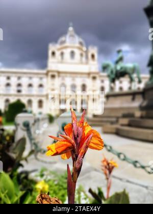 Orange Canna flowers in Natural History Museum at Maria-Theresien-Platz, Vienna Stock Photo