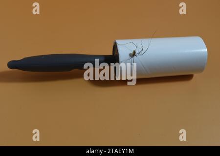 Lint roller and died spider sticked on it Stock Photo