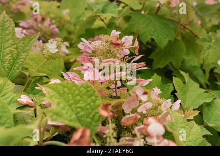 Close up view of dried oakleaf hydrangea. Stock Photo