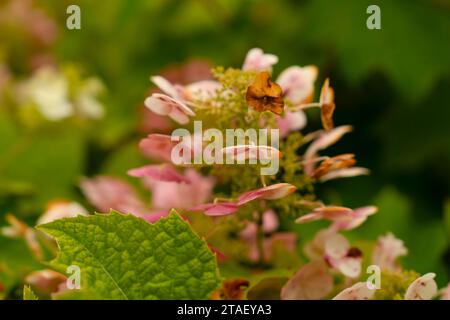 Close up view of dried oakleaf hydrangea. Stock Photo