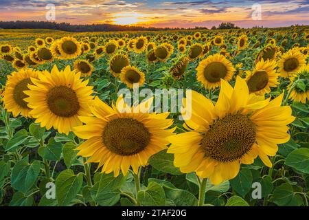 Sunflowers in bloom in the summer evening. Sunset over a field full of crops. Flowers with yellow flowers and sunflower seeds inside the flowers. Stock Photo