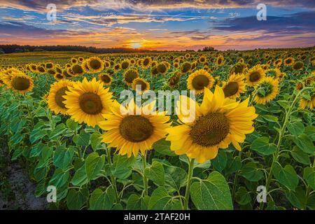 Sunset with sunflowers at blooming time in summer. Evening atmosphere with strong clouds over a field full of crops. Flowers with yellow flowers Stock Photo