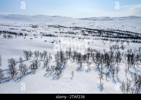 Aerial photo of wild rare mountain birch forest with few big rocks between woods. Snowmobile driver stands on one rock. Sunny winter day, much snow. S Stock Photo