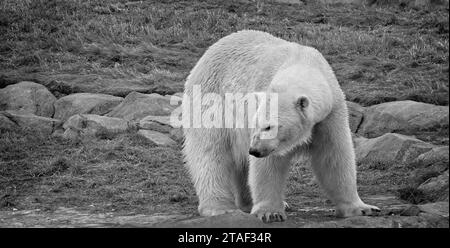 Polar Bear Calgary Zoo Alberta Stock Photo