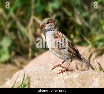 House sparrow (Passer domesticus) standing on a bright stone in front of green plants Stock Photo