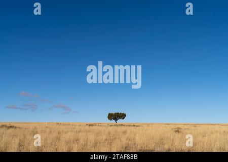 A lone tree in a field in Box Elder County, Utah. Stock Photo