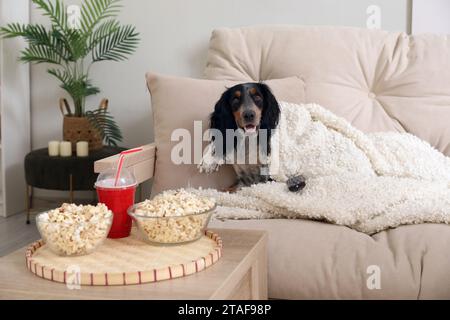 Cute cocker spaniel dog with bowls of popcorn, soda and TV remote lying on sofa in living room Stock Photo