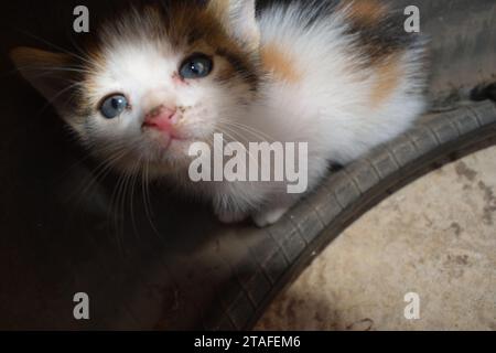 A small kitten abandoned, stray,  homeless street kitten looking in camera with care. Stock Photo