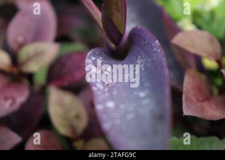 Dew on Purple Heart Stock Photo