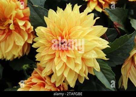 Yellow and Orange Dahlia Stock Photo