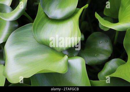 Water Hyacinth Leaves Stock Photo