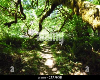 Erie Trail in an Enchanted Forest Stock Photo