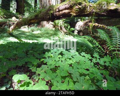 Clover Field and Scenic Mossy Landscape Stock Photo