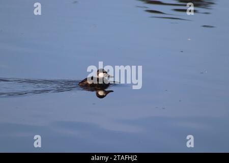 Ruddy Duck Reflection Stock Photo
