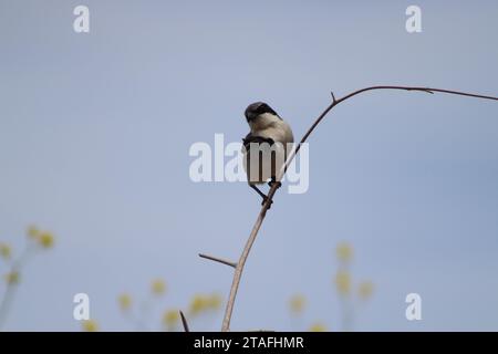 Spotted Towhee in Branch Stock Photo - Alamy