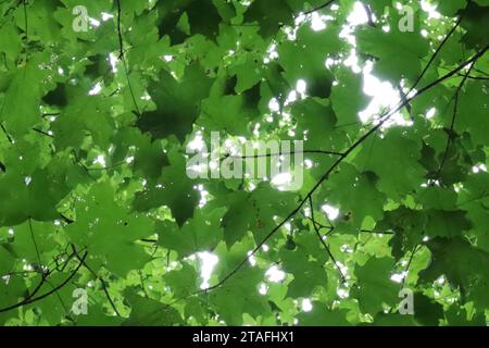 Backlighted Maple Leaf Beauty Stock Photo