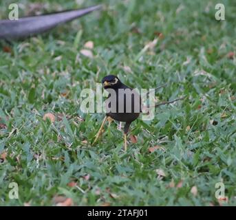 Thai myna bird walking on a street surface while searching for food in ...