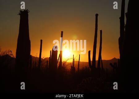 Sunset Shadows in Saguaro National Park Stock Photo