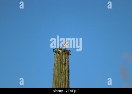 Desert Harmony: Falcon on Saguaro Stock Photo