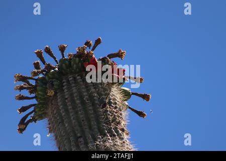 Saguaro Cactus Pink Blossom Close-Up Stock Photo