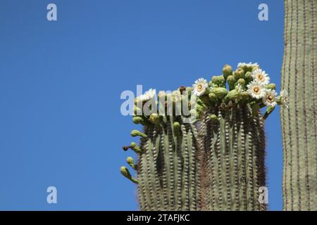 White Flowering Saguaro Tops Stock Photo