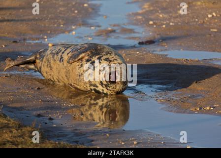 Low winter sun shining on Grey seal cow relaxing in shallow sea water on the Lincolnshire coast.Yawniing - showing teeth Stock Photo