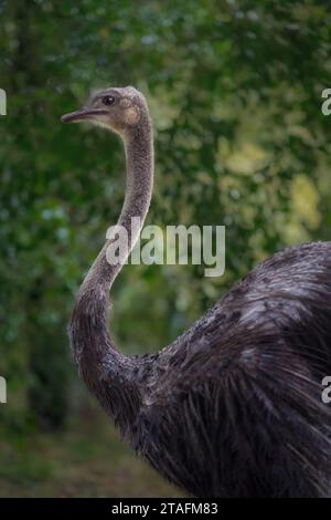 Female Common Ostrich (Struthio camelus) Stock Photo