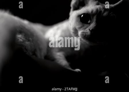 Monochrome portrait of Devon Rex cat, Close up portrait of a female cat in black and white, cute kitten with beautiful eyes Stock Photo